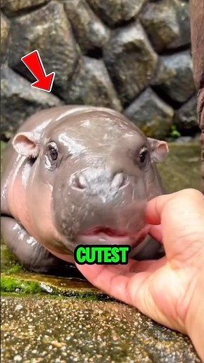 Don’t Be Fooled By This Cute Animal 😳 #shorts #hippo #animal