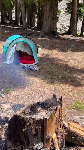 Foggy Forest Ambience ASMR | Relaxing Lofi Jungle Sounds in 4K. For Music & Nature Lovers #explore