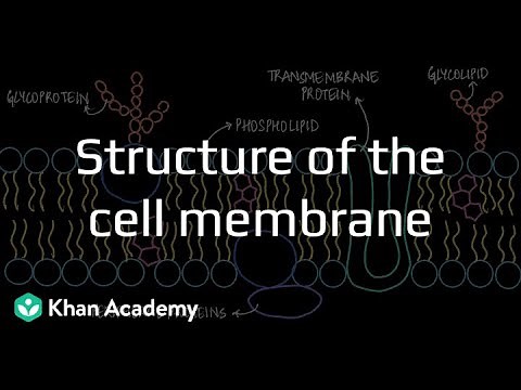 Structure of Cell Membrane | Cell Structure and Function | Grade 9 | Biology | Khan Academy