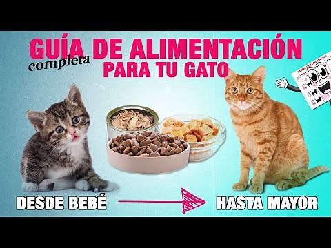 GUÍA de ALIMENTACIÓN PARA GATOS de todas las edades 🐱 | Tomas y cantidad en toda la vida de tu gato