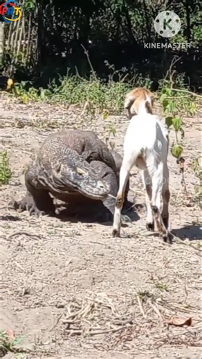 Komodo Dragon – The World’s Largest Living Lizard! #animalfacts #trending #shots #viral