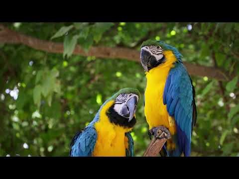 Colorful Parrots in the Wild 🌿 | Beautiful Bird Life in 4K | Relaxing Bird Video in 4K
