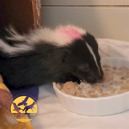 8.9K views · 201 reactions | Last year we received 38 Striped Skunks that needed our help. Most were like this young kit-- separated from their mother too soon. We raise the skunks in social groups (a group of skunks is called a surfeit) and then release them together once they're large and old enough to find food on their own and thrive.. | California Wildlife Center | Facebook