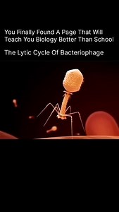 Explaining Biology on Instagram: "🦠 The Lytic Cycle of a Bacteriophage 🦠 The lytic cycle is the process by which a bacteriophage (virus that infects bacteria) takes over a bacterial cell to reproduce itself — and then destroys the host! ⚡ Here’s how it happens step-by-step: 1️⃣ Attachment: The bacteriophage attaches to the surface of a specific bacterial cell. 2️⃣ Injection: It injects its viral DNA into the host, leaving its protein coat outside. 3️⃣ Replication: The viral DNA hijacks the bac