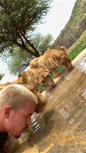 تجربة غير لطيفة 🦁🤦‍♂️