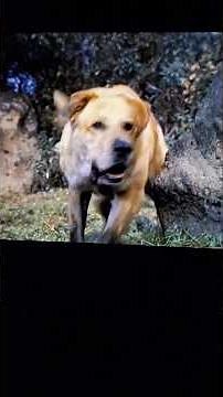 Old Yeller! The wild hog scene filming location. Iverson Movie Ranch Chatsworth, California.