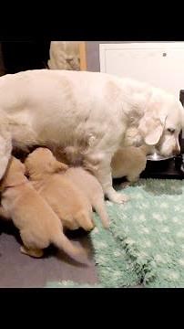 Dedicated mama dog corrects her puppies