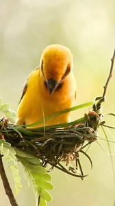 Weaver birds are famous for their intricate, woven nests. They use grass, leaves, and twigs to create elaborate hanging structures that look like works of art. Males often build nests while hanging upside down, weaving strands with their beak and feet with incredible precision. Different species of weaver birds design nests in unique styles. Some make bottle-shaped nests, while others create ball-like or tunnel-shaped ones. Many weaver species live in colonies. A single tree can sometimes host h
