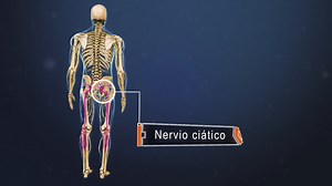 Anatomía del nervio ciático