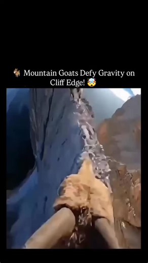Wealth Flow on Instagram: "Goats don’t just climb mountains — they dominate surfaces that seem physically impossible. Near-vertical cliffs, razor-thin ledges, even man-made walls — places where gravity should win every time. Their secret lies in a perfect combination of anatomy and instinct: split hooves with rubber-like grip, incredible balance, and an almost supernatural spatial awareness. Each step is calculated, controlled, and fearless. #goat #gravity #physics #science #viral"
