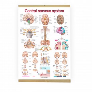 Central Nervous System Anatomy Poster: Brain and Spinal Cord Chart; 70x50 and 100x80 Cm - Etsy Canada