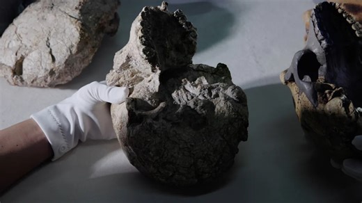 Million-year-old skull could rewrite timeline of human origin, researchers say