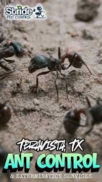 Teravista, Round Rock, TX Ant Control Control (512) 254-8185