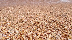 Transparent sea water lapping onto beach from seashells of golden color in sunlight on hot summer day, close-up
