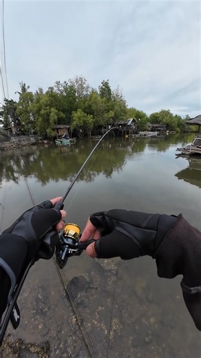 4.9K views · 78 reactions | Ajing gaming catch and released #shimano | Ultralight Caster | Facebook