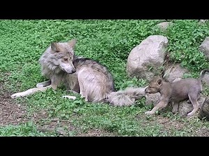 Wolf Pup Tugs on Brother's Tail