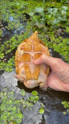 This big boy is Bowser, one of our Albino Razorback Musk Turtles. #turtle #reptiles #pets #natureza