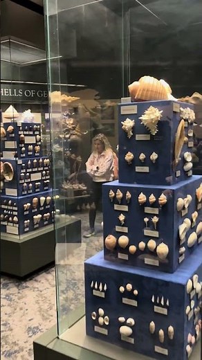 World Of Shells - Fernbank Museum Of Natural History