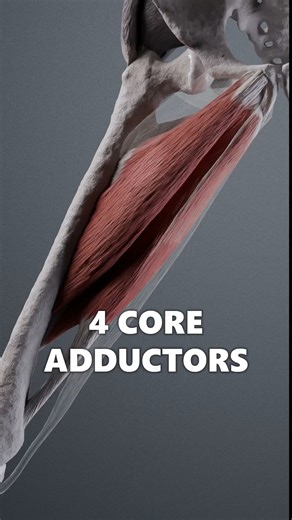 Anatomy of Motion on Instagram: "The core group of adductors consists of four muscles connecting the pelvis to the femur. Because they so closely overlap, understanding their exact placement from the front view can be difficult. A much better approach is to dig into them from the back. The first and most dominant structure is the Adductor Magnus. This thick powerful muscle, spans almost the entire length of the femur, essentially forming a wall that overshadows the others beneath it. Once we rem