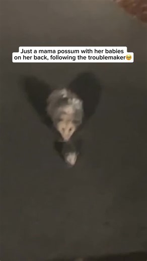 Wildlife & Animals on Instagram: "Baby possums, called joeys, are tiny and underdeveloped at birth—about the size of a jellybean! Right after they’re born, they crawl into their mother’s pouch, where they stay warm and nurse for several weeks. As they grow, they begin to peek out, eventually riding on their mother’s back as she moves around. Possum moms are very nurturing, carrying and protecting their babies until they’re old enough to explore on their own. It’s a sweet and unique part of marsu
