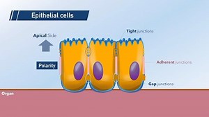 Bioscience & Biotech Education on Instagram: "One of our student’s favourite🧬 Cell biology is the study of cell structure and function, and it revolves around the concept that the cell is the fundamental unit of life. It deals with all aspects of the cell including cell anatomy, cell division (mitosis and meiosis), and cell processes including cell respiration, and cell death. Cell biology does not stand alone as a discipline but is closely related to other areas of biology such as genetics, mo