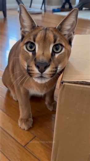 Limba the Caracal Found a Box… Now He Has Questions 😂📦