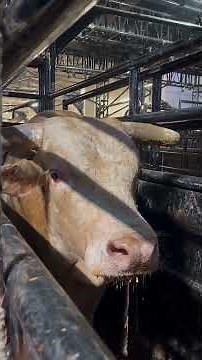 "Cool Whip: A Tribute to the Record-Setting Bucking Bull" #bullriding