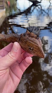 Super rare Dugong jaw we found. Estimated to be between 2.5 to 10 million years old. Found in the peace river formation. Dugong is an ancient species of manatee, that is extinct from Florida records. | Fossil Junkies