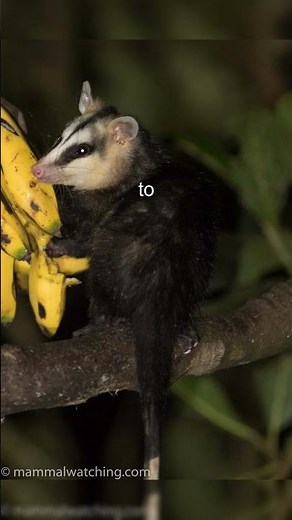 Opossums of the Andes: The Ecuadorian White-Eared Opossum's Amazing Abilities!