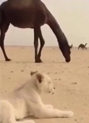 Bao Recipe: Delicious Vietnamese Spring Rolls