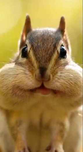 Chipmunk Has the MOST DRAMATIC Reaction Ever 🐿️😱 | Viral Animal Videos