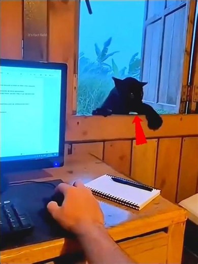 A Tiny Wild Baby Entered Through the Window 🐾😱 🐈‍⬛