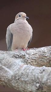 291 reactions · 19 shares | Recent wildlife sightings at our Nature Center!  We are open Tuesday through Saturday from 9:30am to 4pm. Visit us to experience an electric boat tour on the Gordon River, animal encounters, and tour our campus to learn about SWFL’s environment. | Conservancy of Southwest Florida | Facebook