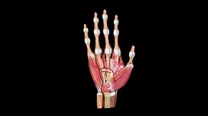 3D Rotating Human Hand Anatomy Medical Animation