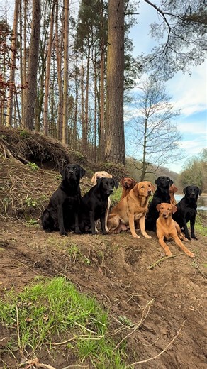 Understanding Partridge and Pheasant Shooting Techniques