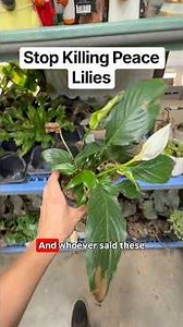 Peace Lily Plant Rescue