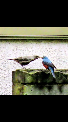 イソヒヨドリの給餌🐦️🐤 まだまだ甘えん坊🤭💞 #イソヒヨドリ幼鳥 #Blue Rock Thrush #青森 #shorts #イソヒヨドリ