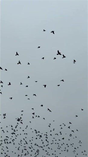 Spring? Is that you? | Nature | Nature Shorts