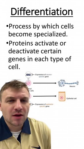 Cell Differentiation and Stem Cells Explained