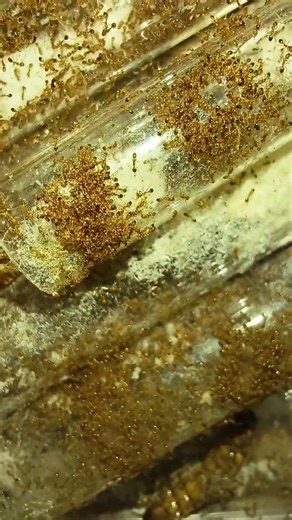 monomorium pharaonis #ants #antkeeping