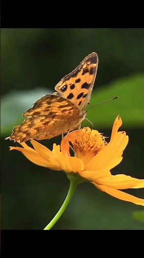 Amazing Butterfly Moments | Real Nature Wildlife Video in 4K #shorts