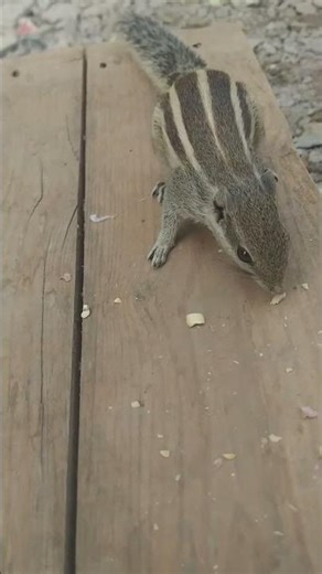 Eat Sleep and Repeat 🥱#squirrel #squirrels #shorts #youtube