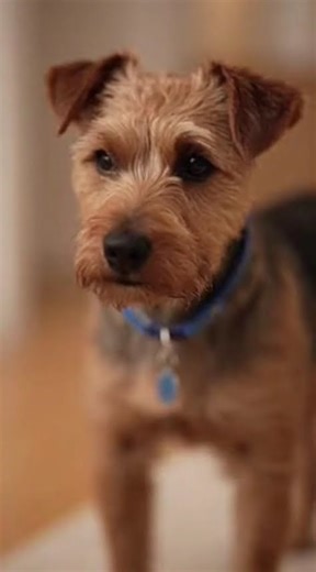 The Fake Busy Act #bichonfrise