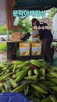 얼룩이옥수수수확#문막아재#농촌생활#옥수수포장 #일상기록#shrots