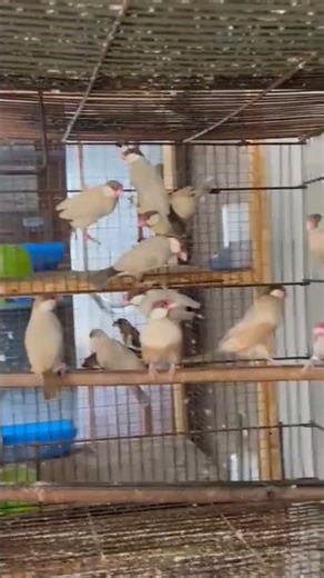 java #birds #chickenbreed