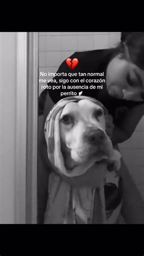 Adiós Querido Amigo on Instagram: "Por fuera cumplo con el día. Sonrío, hablo, sigo. Pero hay una ausencia que no se nota y aun así pesa en todo. Porque cuando el amor fue real, no se apaga con el tiempo: se queda latiendo donde nadie mira. Si sigues adelante con el corazón roto aunque el mundo te vea “bien”, no es debilidad. Es amor que no ha sabido despedirse. Visita el link del perfil para más detalles e información @mascota_te_extrano 👈 @mascota_te_extrano 👈 @mascota_te_extrano 👈 #mascota