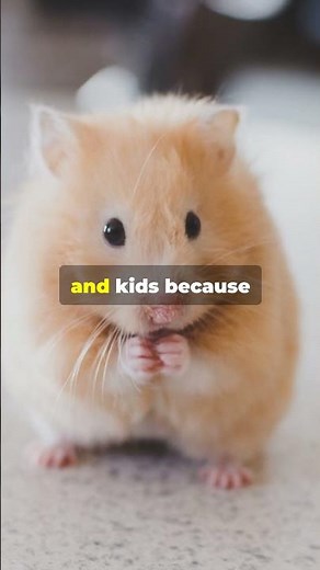 Teddy Bear Hamsters: The Perfect Pet! 🐹 ❤️ #pets #facts