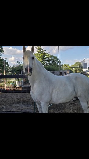 In 2018 Randy surprised me with my dream horse, an Andalusian gelding that you all know as Jalisco ♡ | Shellie Hensley