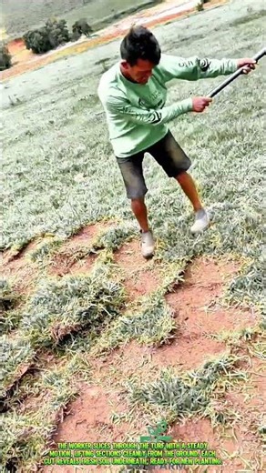 Watch This Simple Tool Lift Grass Like Carpet for Fast Land Reset