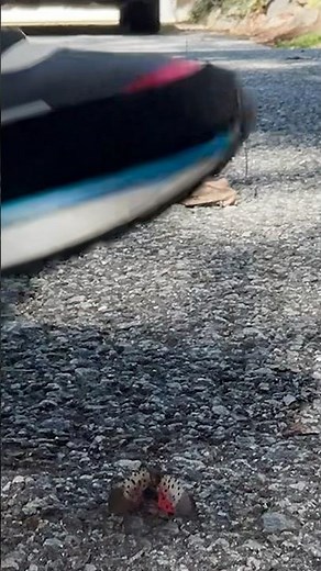 BUG CRUSH: SPOTTED #LANTERNFLIES WITH PUMAS